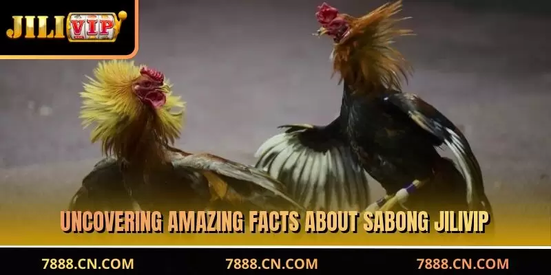 Uncovering amazing facts about sabong JILIVIP